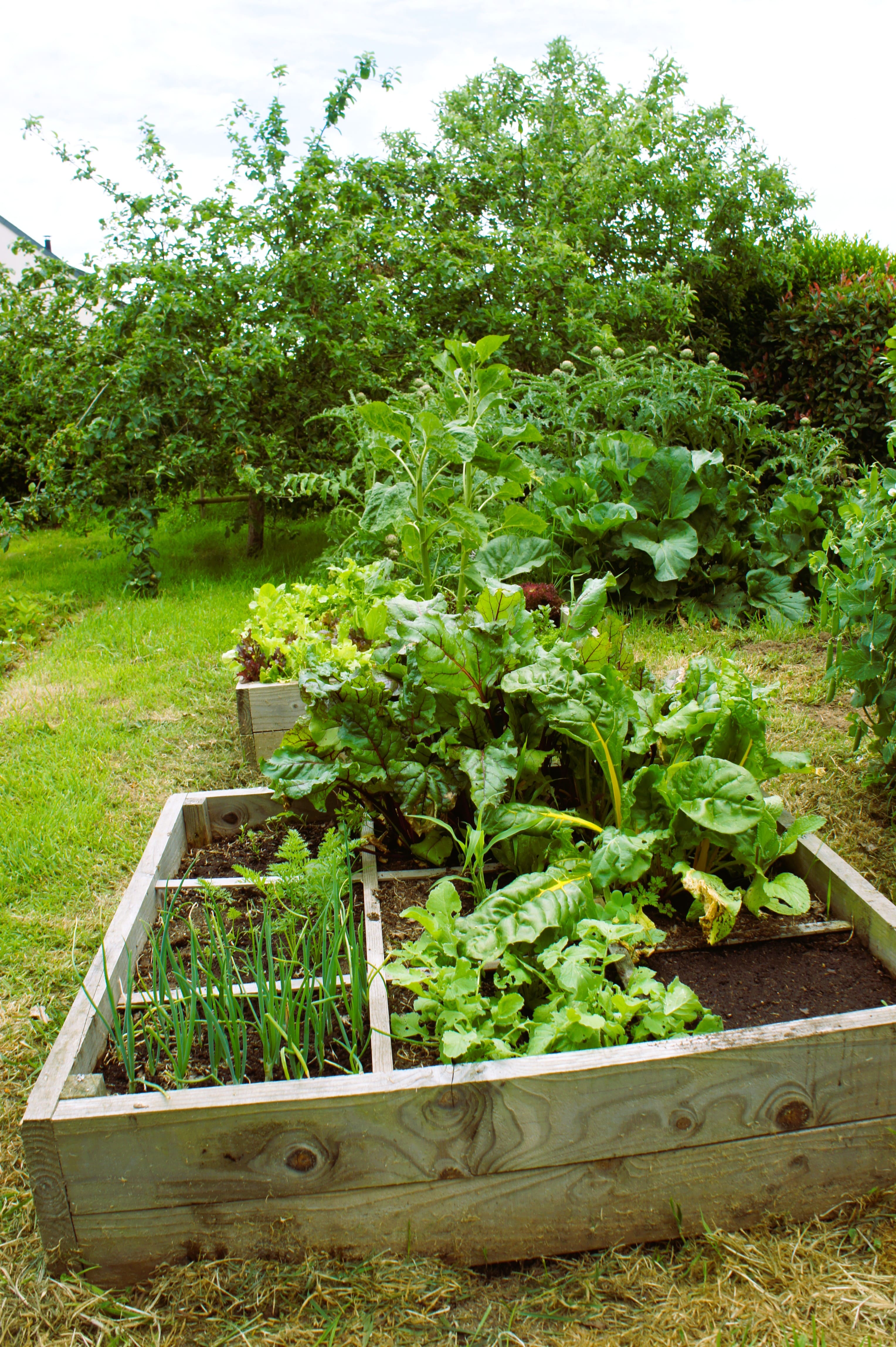 Carrés potager