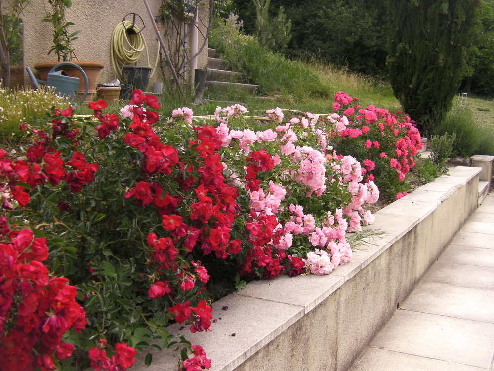 les roses le long de la piscine