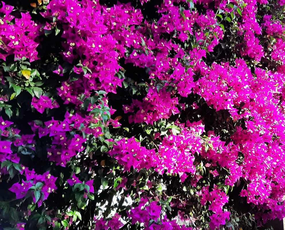 Un très joli exemple de Bougainvillée en fleurs.