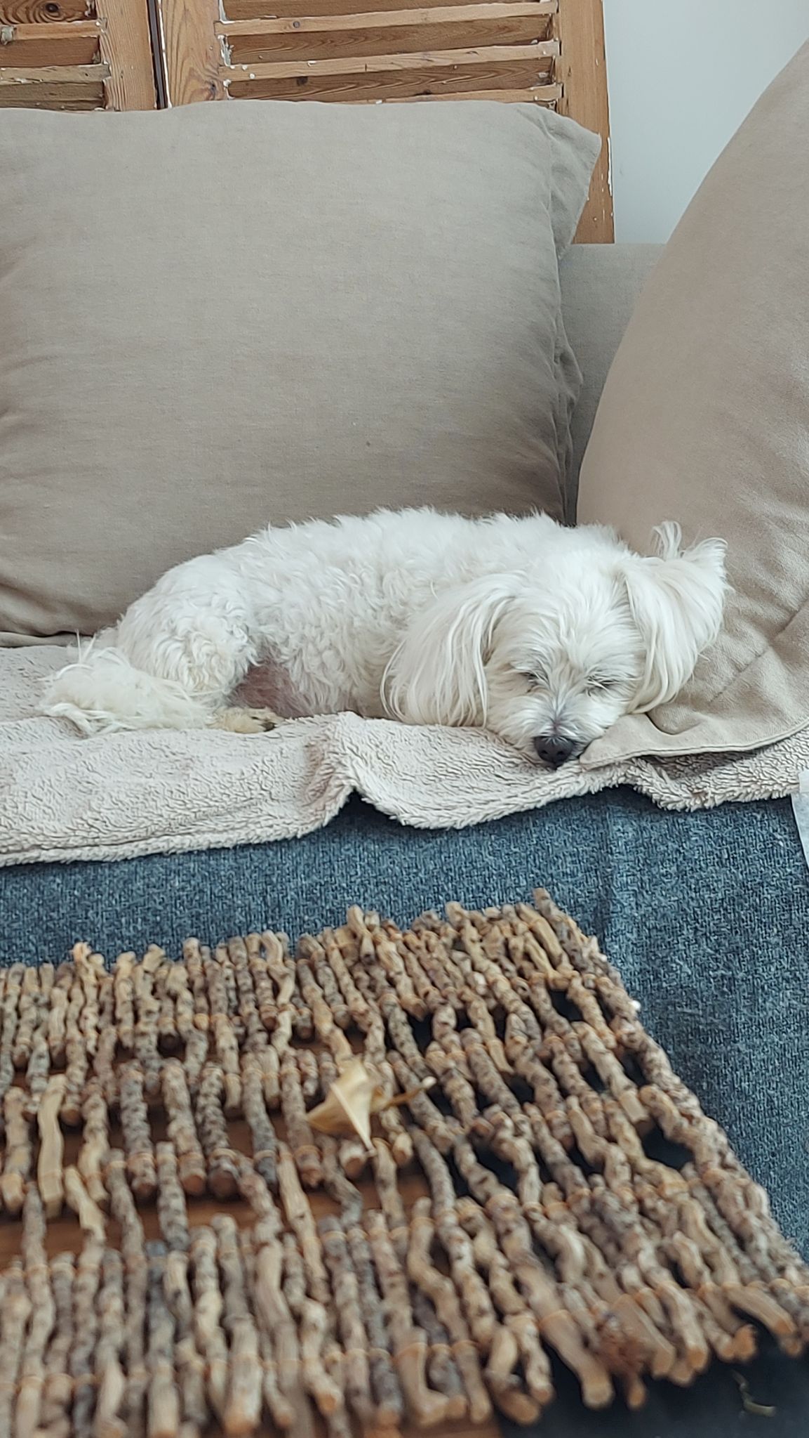 Pachou mon petit Coton de Tulear