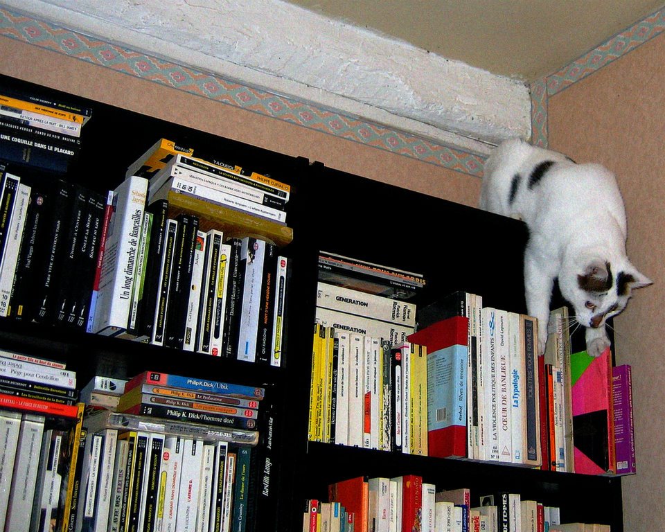 Bibliothèque-bureau-chatterie... vous l'avez compris : j'habite chez mes chats)