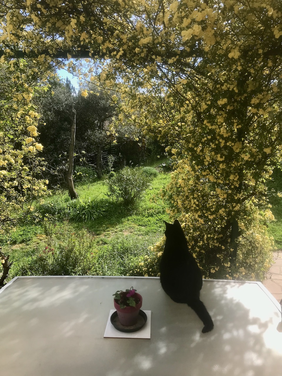 La table de la terrasse, devant le jardin