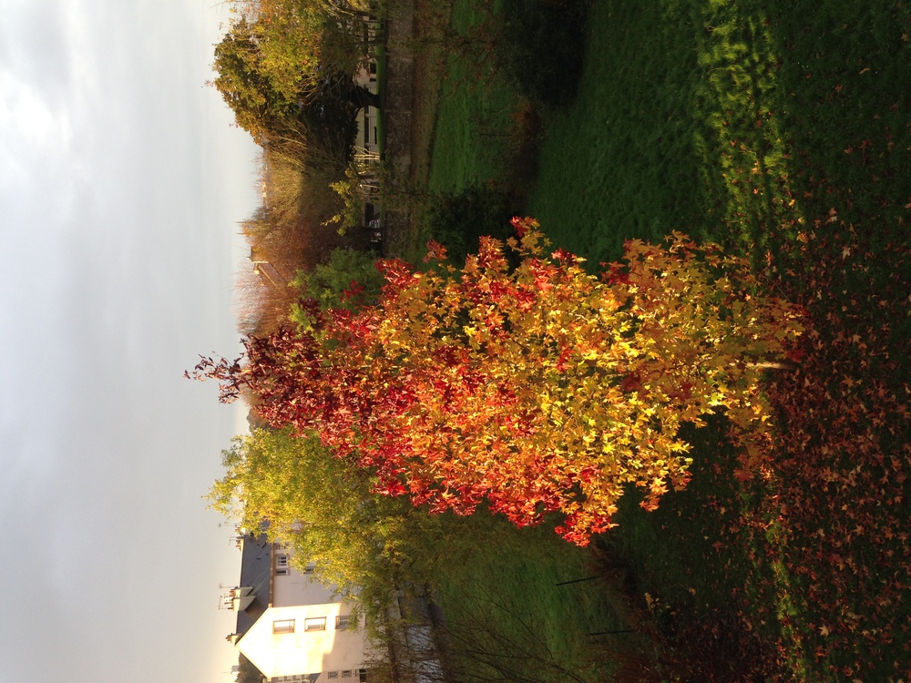 RDC - vue de la cuisine sur le jardin en automne