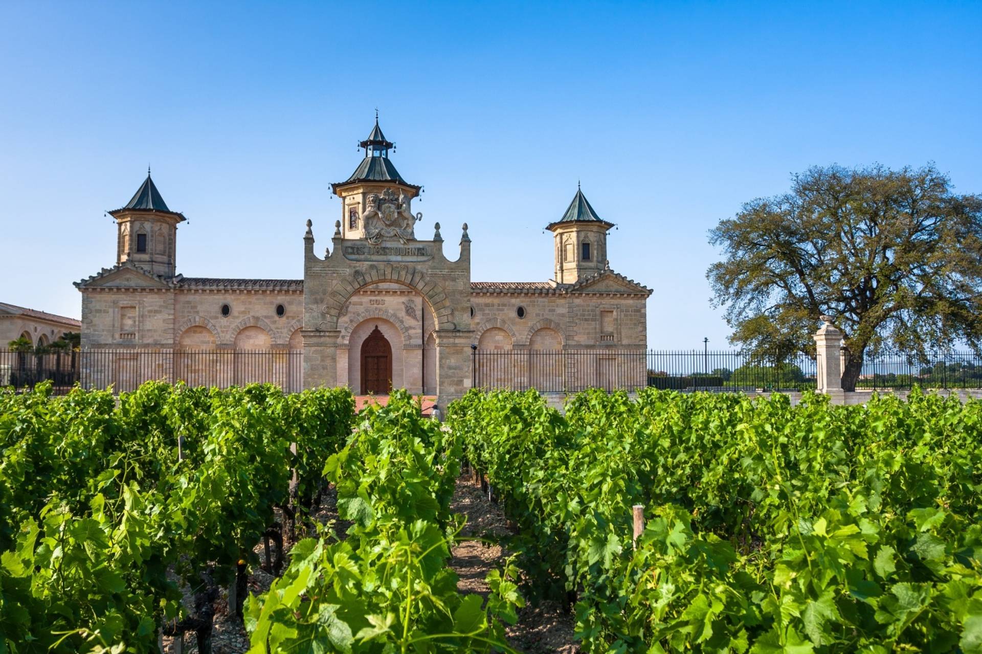 vignoble
