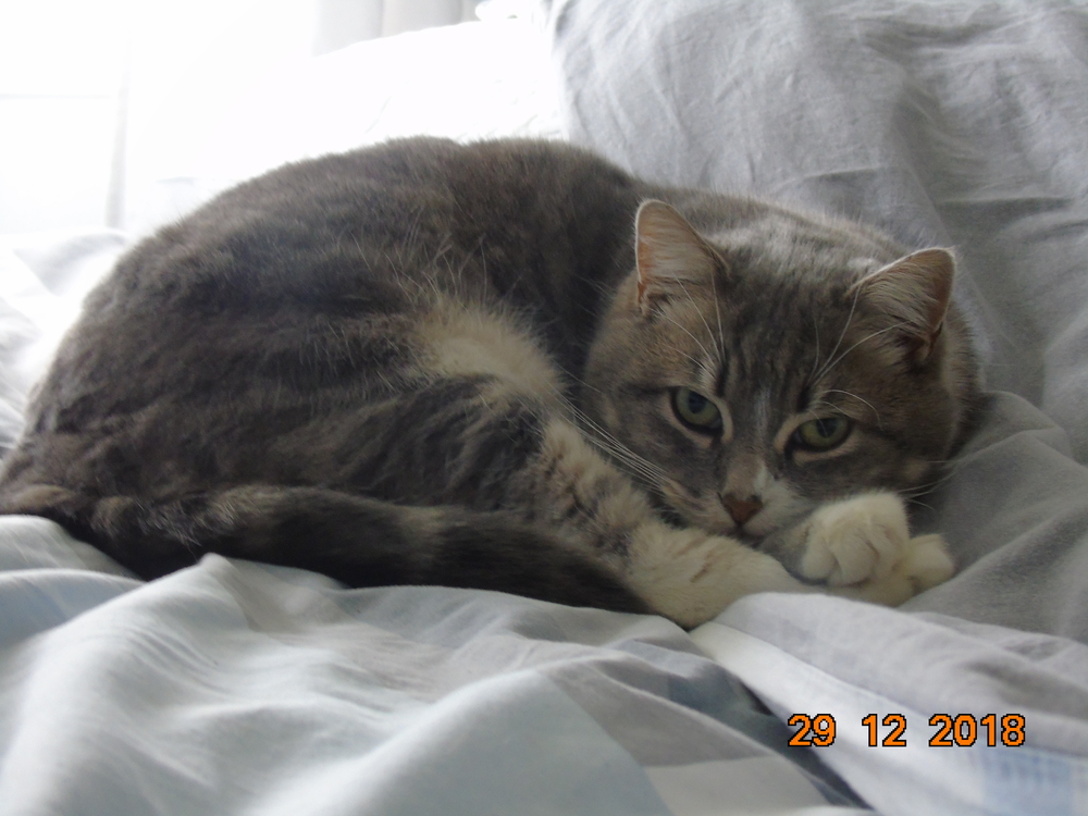 JOSEPHINE appelée MINOUCHE