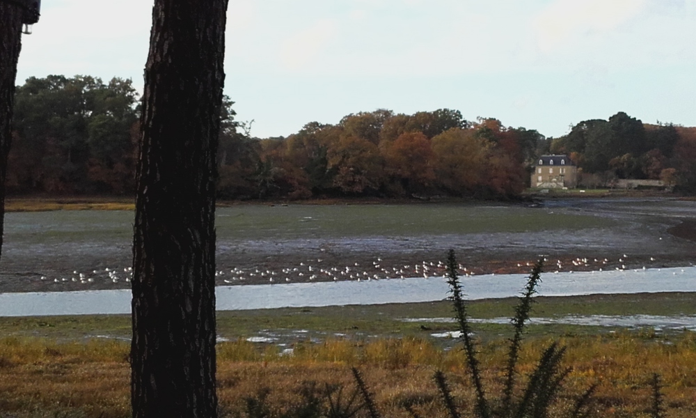 Marée basse au fond du golfe