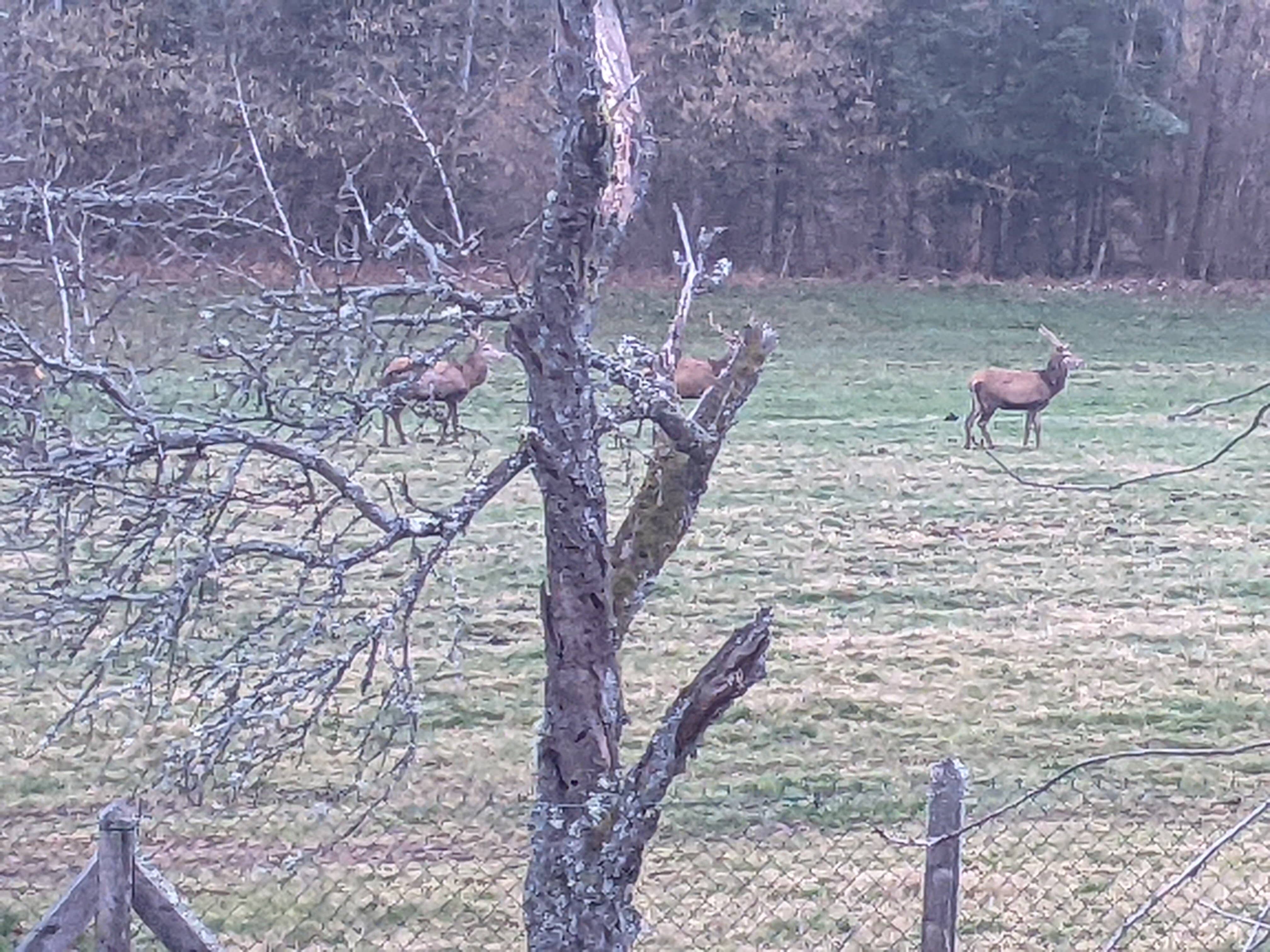 le matin en ouvrant les volets dans le pré du voisin